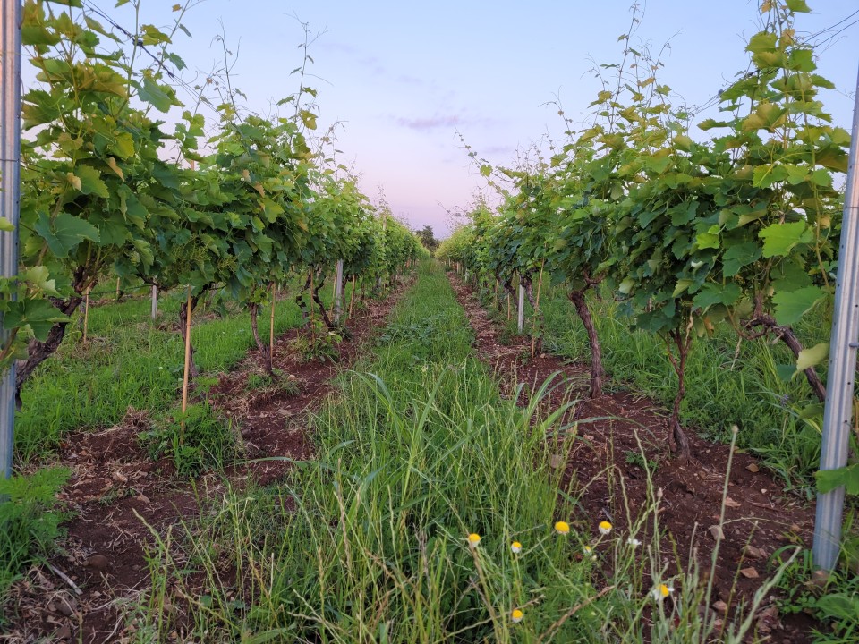 Vineyard